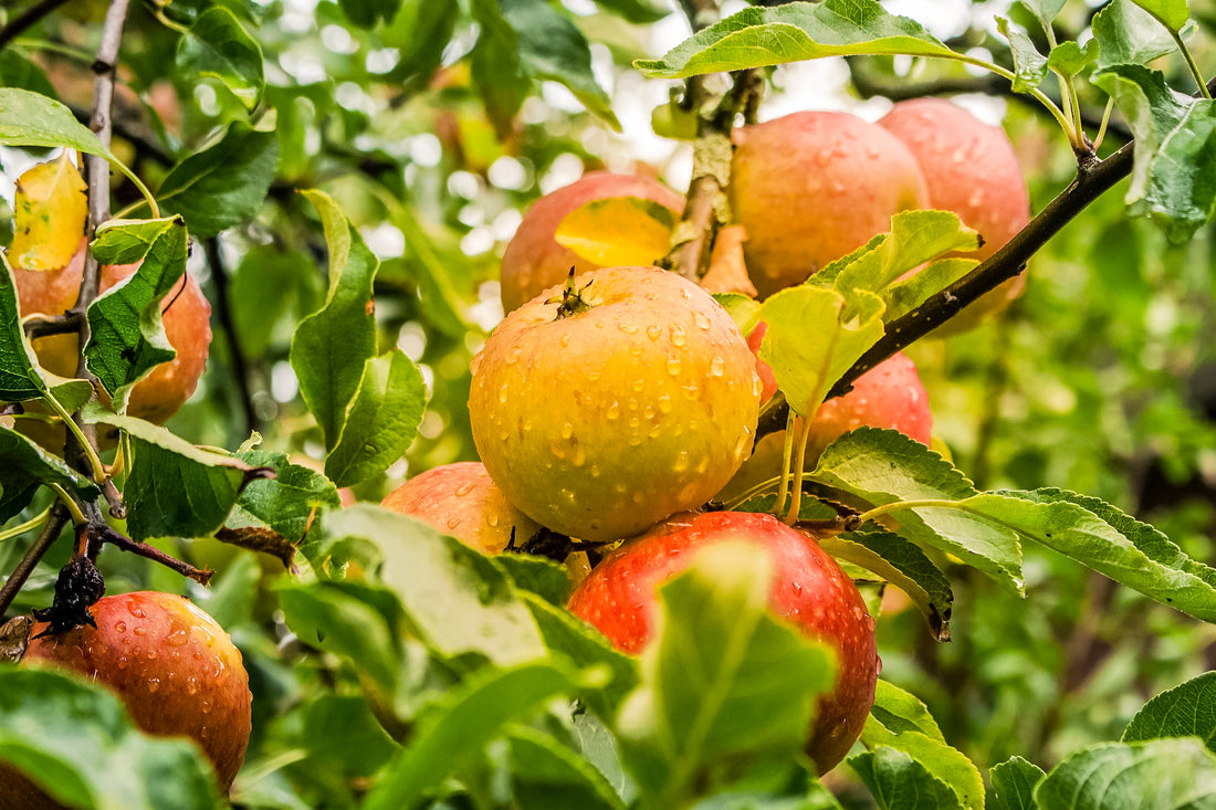 Easy Apple Storage